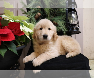 Golden Retriever Puppy for sale in SHILOH, OH, USA