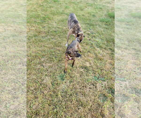 Medium Photo #2 Mountain Cur-Unknown Mix Puppy For Sale in Plainfield, IL, USA