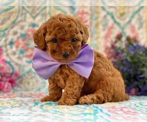 Poodle (Toy) Puppy for sale in LANCASTER, PA, USA
