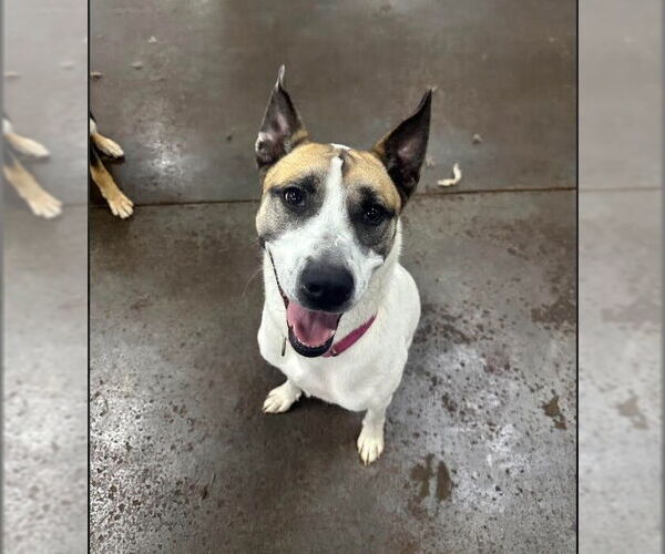 Medium Photo #7 Siberian Husky-Unknown Mix Puppy For Sale in Evansville, IN, USA