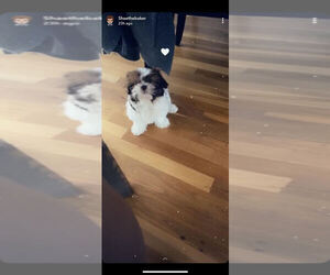 Shih Tzu Puppy for sale in BLACK JACK, MO, USA