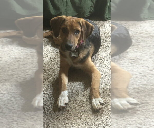 Medium Photo #4 Mutt Puppy For Sale in Boston, MA, USA