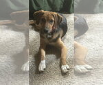 Small #3 Mutt