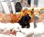 Puppy Kash YorkiePoo