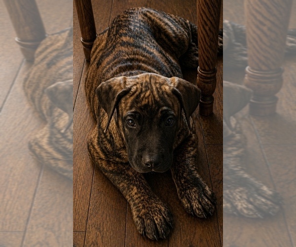 Medium Photo #1 Presa Canario Puppy For Sale in ANSON, ME, USA