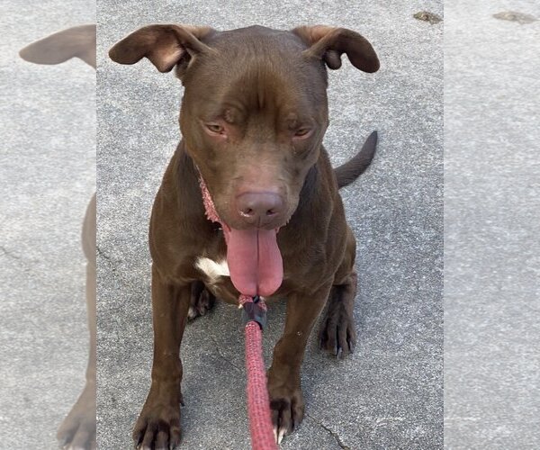 Medium Photo #3 American Staffordshire Terrier-Labrador Retriever Mix Puppy For Sale in Rosenberg, TX, USA