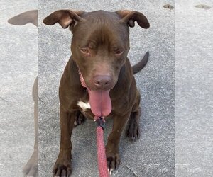 Rossi - Male American Staffordshire Terrier-Labrador Retriever Mix Dog for Adoption - Photo #3