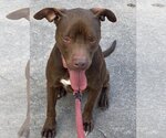 Small #2 American Staffordshire Terrier-Labrador Retriever Mix