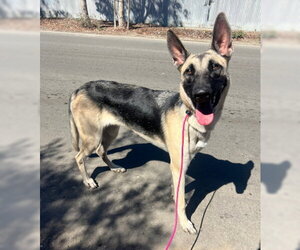 Seraphine - Female Anatolian Shepherd-Unknown Mix Dog for Adoption - Photo #2