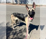 Small Photo #2 Anatolian Shepherd-Unknown Mix Puppy For Sale in Ventura, CA, USA