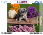Small #12 Poodle (Toy)