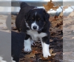 Small Photo #8 Australian Shepherd Puppy For Sale in BATTLE CREEK, MI, USA