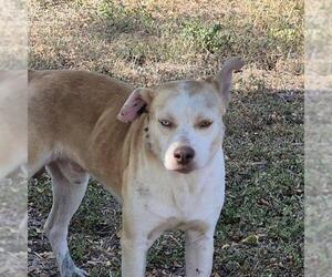 American Staffordshire Terrier-Unknown Mix Dogs for adoption in San Antonio, TX, USA