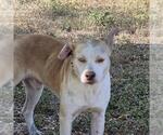 Small American Staffordshire Terrier Mix