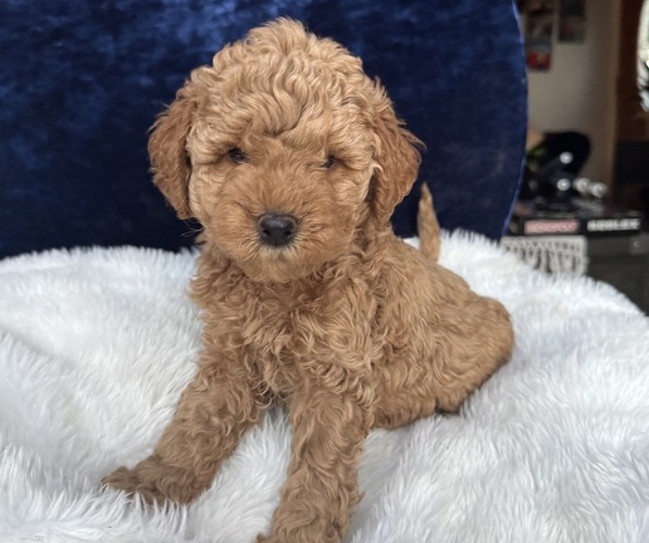 Medium Photo #4 Goldendoodle (Miniature) Puppy For Sale in SAN FERNANDO, CA, USA