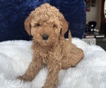 Small #3 Goldendoodle (Miniature)