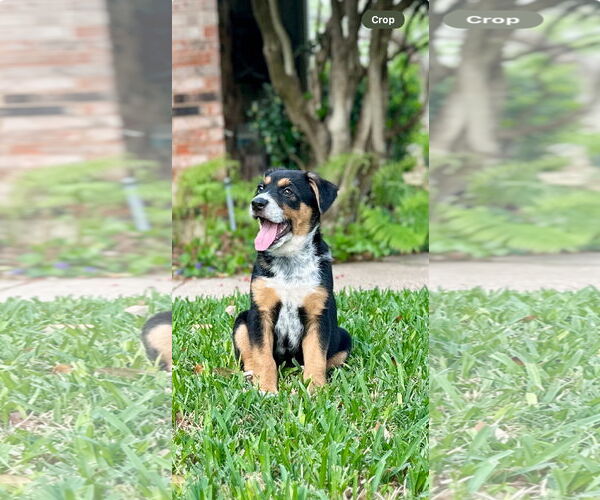 Medium Photo #2 German Shepherd Dog-Unknown Mix Puppy For Sale in Lillian, TX, USA