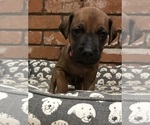 Small #10 Rhodesian Ridgeback