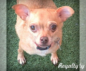 Chihuahua Dogs for adoption in Chino Hills, CA, USA