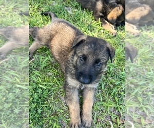 Malinois Puppy for sale in CARENCRO, LA, USA