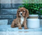 Puppy Salem Cavalier King Charles Spaniel