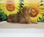 Colt - Male Yorkiepoo mix (+ Poodle Toy) Puppy for Sale - Photo #18