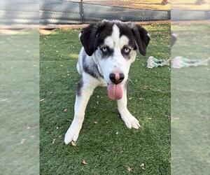 Siberian Husky Dogs for adoption in Fremont, CA, USA