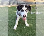 ASCENT - Male Siberian Husky Dog for Adoption - Small photo