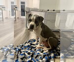 Small Photo #4 American Staffordshire Terrier-Bull Terrier Mix Puppy For Sale in Holly Springs, NC, USA