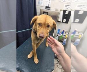 Labrador Retriever-Unknown Mix Dogs for adoption in Mobile, AL, USA