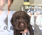 Small Photo #5 Labrador Retriever Puppy For Sale in WILTON, CA, USA