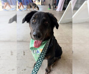 Australian Shepherd-Unknown Mix Dogs for adoption in Claremore, OK, USA