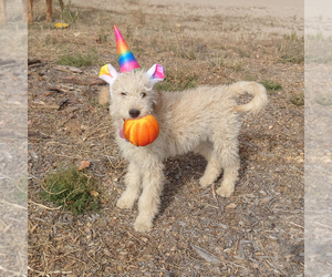 Goldendoodle Puppy for sale in PEYTON, CO, USA