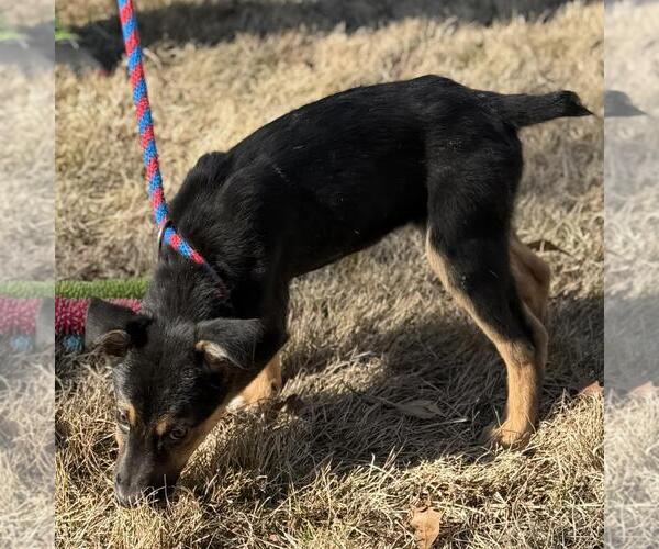 Medium Photo #3 Mutt Puppy For Sale in Yardley, PA, USA