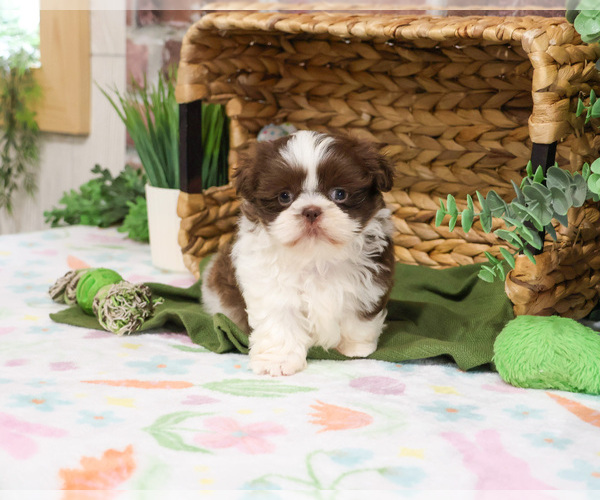 Medium Photo #5 Shih Tzu Puppy For Sale in SYRACUSE, IN, USA