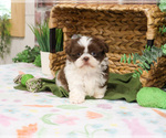 Small #4 Shih Tzu