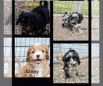 Image preview for Ad Listing. Nickname: Litter of 4