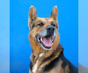 German Shepherd Dog Dogs for adoption in Pasadena, CA, USA