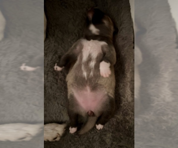 Medium Photo #15 Pomsky Puppy For Sale in LOVELAND, CO, USA