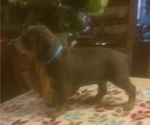 Small Photo #2 Doberman Pinscher Puppy For Sale in FOREST HILL, MD, USA