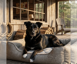 Small Border Collie Mix