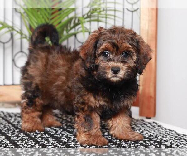 Medium Photo #1 ShihPoo Puppy For Sale in NAPLES, FL, USA