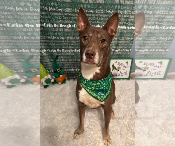 Medium Photo #2 Siberian Husky-Unknown Mix Puppy For Sale in Germantown, OH, USA