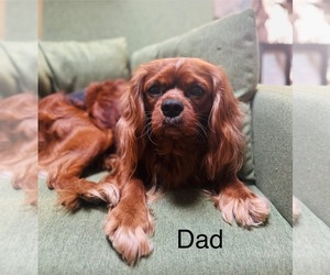 Father of the Cavalier King Charles Spaniel puppies born on 03/19/2025
