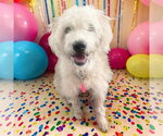Small Wheaten Terrier Mix