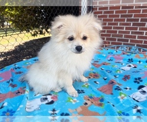 Pomeranian Puppy for sale in DAWSONVILLE, GA, USA