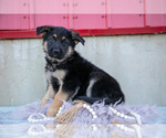 Small #1 German Shepherd Dog
