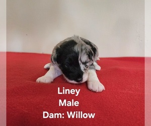 Medium Miniature Australian Shepherd-Poodle (Toy) Mix