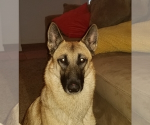 Mother of the Belgian Malinois puppies born on 02/10/2019
