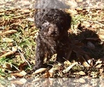 Small Photo #2 Poodle (Miniature)-Schnoodle (Miniature) Mix Puppy For Sale in RIVERDALE, MD, USA